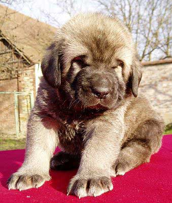 Male puppy 28 days old
(Ich. Basil Mastifland x Jch. Florita Tornado Erben)
Born: 13.12.2006 

Keywords: puppy cachorro