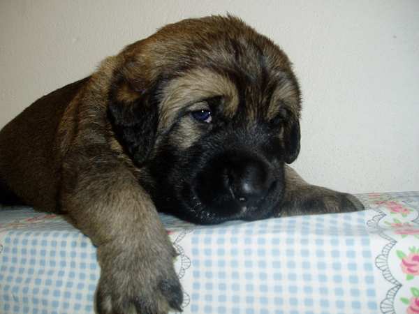 Puppy from Tornado Erben
21days old. Son of Druso de la Aljabara and Cica Ha-La-Mu  

Keywords: tornado puppy cachorro