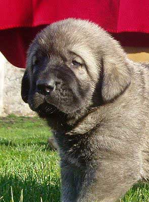 Male puppy 28 days old
(Ich. Basil Mastifland x Jch. Florita Tornado Erben)
Born: 13.12.2006 

Keywords: puppy cachorro