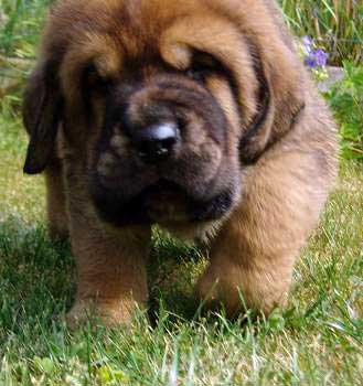 (Druso de la Aljabara x Ch. Cassandra Tornado Erben) 
Born: 26.06.2006 

Keywords: tornado puppy cachorro