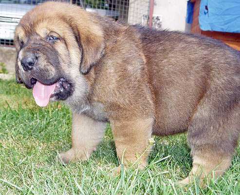 (Druso de la Aljabara x Ch. Cassandra Tornado Erben) 
Born: 26.06.2006 

Keywords: tornado puppy cachorro