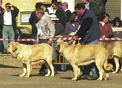 Mansilla de las Mulas, León, 08.11.1999
Keywords: 1999