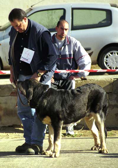 Tigre - Mansilla de las Mulas, León, 08.11.1999
(Ch. Truman x Luna)
Breeder & owner: Agustín Fernández


Keywords: 1999 cuetonegro