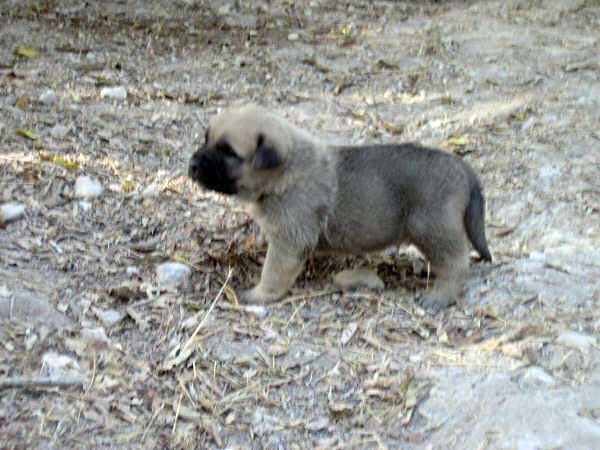 Puppies from Ortibel'li
Keywords: puppy cachorro