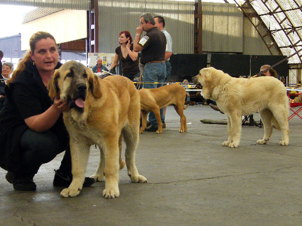 Saimon Jack Tornado Erben: Very promising 1 - Puppy Class Males, Club Show Moloss Club CZ, Mlada Boleslav, Czech Republic - 16.05.2009 
Keywords: 2009