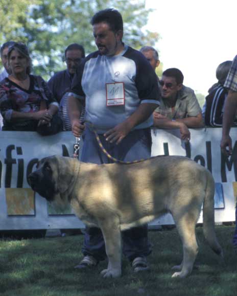 Sanson - 1º Puppy Class Males - AEPME Monográfica, Valencia de Don Juan, León, 18.09.2004
Keywords: 2004 baolamadera