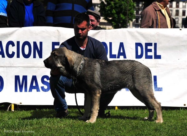 Rex de Blendios del Dobra: VG 3º - Puppies Males, Arriondas, Asturias, Spain 04.05.2013
Keywords: 2013