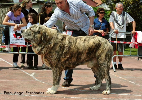 Tigre de Montes Pravianos EXC 1; Best Male / Mejor Macho - Loredo, Santander - 30.04.2011
Keywords: 2011