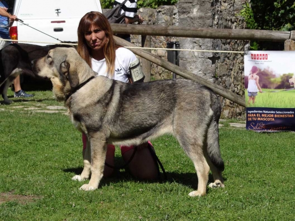 Dina de Montes del Pardo: VG3, Puppy Class Females, Cangas de Onis, Asturias, Spain 05.07.2014
Keywords: 2014