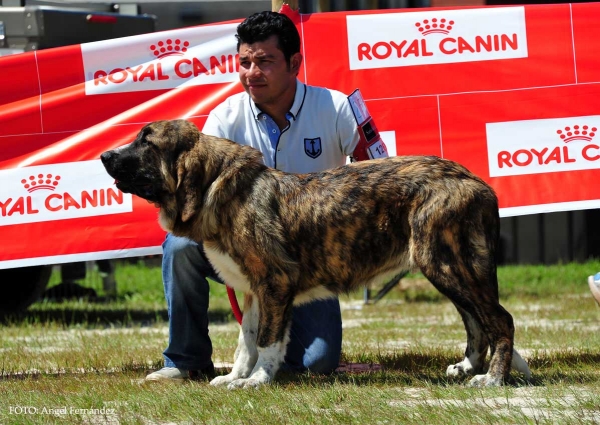 Ribera de Montes del Pardo: Very Good 3º - Puppy Class Males, Loredo, Cantabría, Spain 29.06.2013 
Keywords: 2013