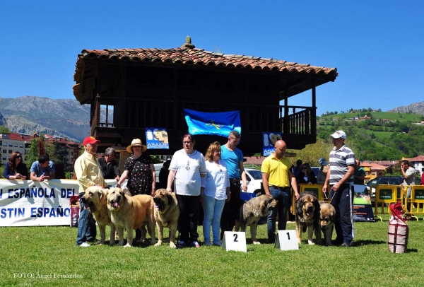Ring Breeding Group, Arriondas, Asturias, Spain 04.05.2013
Keywords: 2013