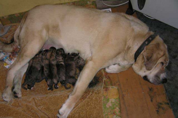 Fortuna of the Witches Meltingpot (Freja)
With her 7 puppies, born the 08.12.2005
Keywords: puppyestonia ulmaf