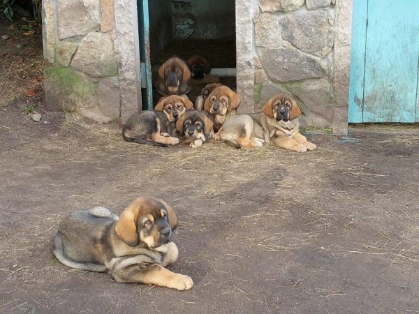 Cachorros Terra de Montes
Keywords: terrademontes puppyspain