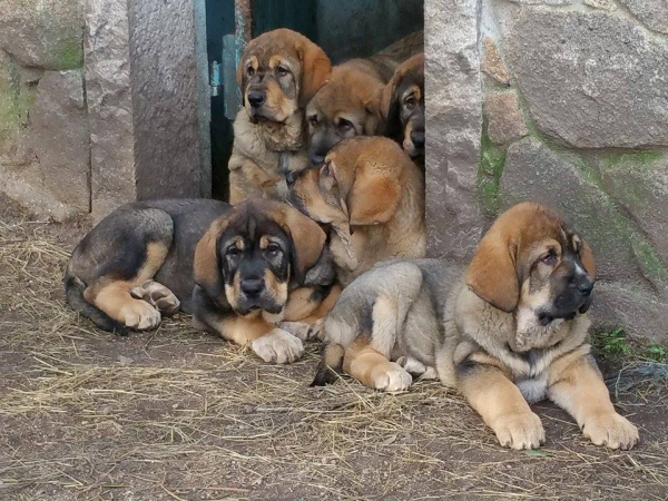 Cachorros Terra de Montes
Keywords: terrademontes puppyspain