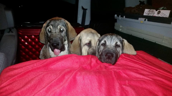 3 New puppies
Bora and Elda: Capitan de Babia x Triana de la Portiecha - born 29.  july 2916
Creta: Junco de la Portiecha x Cala de El Siledín - born 14. august  2016

