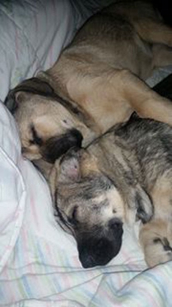 New puppies
Bora and Elda: Capitan de Babia x Triana de la Portiecha - born 29.  july 2916
Creta: Junco de la Portiecha x Cala de El Siledín - born 14. august  2016

