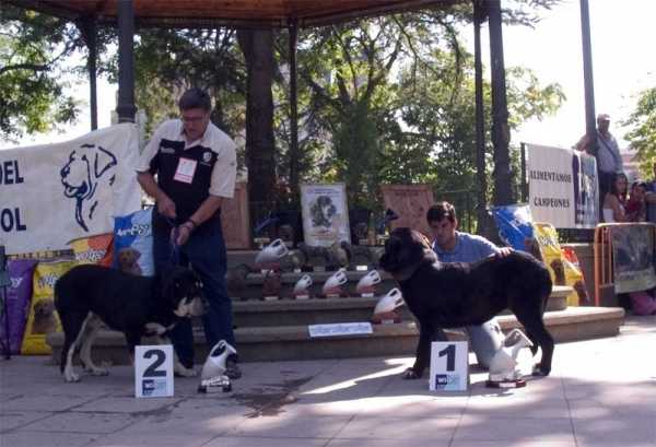 Puppy Class Females: Aja de Galisancho, VG. 2 & Pas de Torreanaz, VG. 1 - AEPME Valencia de Don Juan, León, 02.09.2006
Aja: (Pollero x Braña de Galisancho) - Born: 06.12.2005
Pas: 
Keywords: 2006