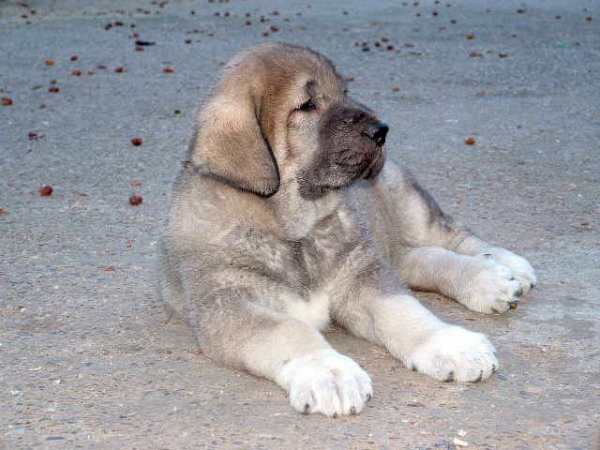 Matusalen de la Ribera del Pas
(LLanero de Ablanera & Mola de la Valleja)
 

Keywords: puppyspain puppy cachorro