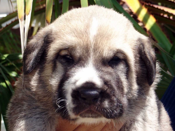 Algaida de Ortibel'li 
(Atila del Espinillo X Bruma de Valdejera)
Born: 24.05.2008
Keywords: puppyspain cachorro puppy