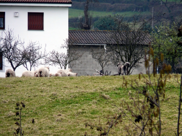 Mastín con ovejas en Asturias, España - 2008
(Published with permission - © All rights reserved mastinastur en Flickr.com)

Keywords: flock working ganadero jacinta