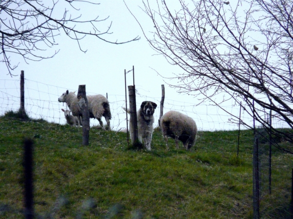 Mastín con ovejas en Asturias, España - 2008
Keywords: flock working ganadero jacinta