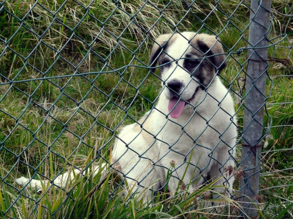 Cachorro en Asturias, España - 2008
(Published with permission - © All rights reserved mastinastur en Flickr.com)

Keywords: puppyspain puppy cachorro jacinta