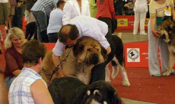 Champion Class Males - Euro Dog Show, Zagreb, Croatia 10.06.2007
Keywords: 2007