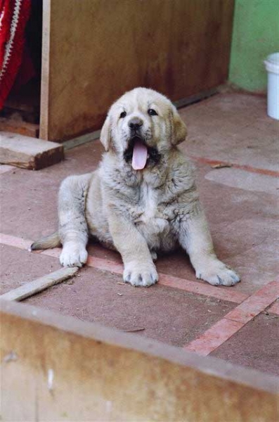 Cachorro de Trashumancia - 45 días
Criado en afijo Los Payuelos
(Americano de Trashumancia x Chita de Trashumancia) 
Palavras chave: payuelos
