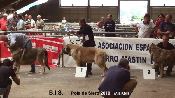 Ring BIS: 1. CH Ron de Bao La Madera (Champion Class Male), 2. Zagala de Hazas de Cesto (Open Class Female), 3. Torre de Ablanera (Young Class Males) - Pola de Siero, Asturias 17.07.2010
Keywords: 2010