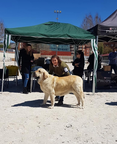 Abiertas hembras, VI Concurso de Mastín Español, AEPME - Cuenca, Spain 13.04.2019
Keywords: 2019