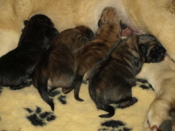 Puppies born 12.04.2011
Indiano Mastibe (HD-B)  X Kally Amena Mastibe (HD-A)
Keywords: zarmon