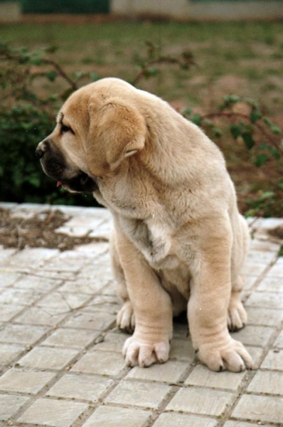 Alonso - 2 meses
(Zagal de Laciana x Trufa de Trashumancia) 
Born: 31.10.2005  

Keywords: puppyspain puppy cachorro