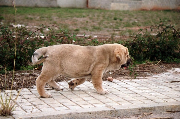 Alonso - 2 meses
(Zagal de Laciana x Trufa de Trashumancia) 
Born: 31.10.2005  

Keywords: puppyspain puppy cachorro