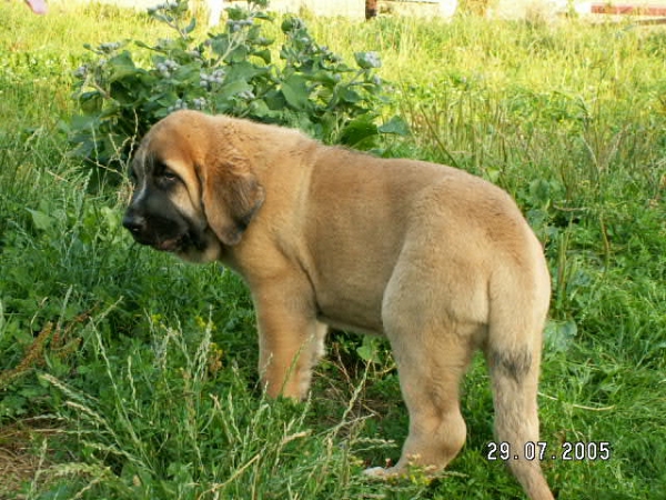Amiga Zula Bis Mastibe 2 months old
Ich. Enamorado Ernesto Mastibe x Ch. Feya Mastibe  

Keywords: calverota puppy cachorro