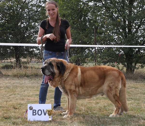 Amigo Zeus Bis Mastibe (10,5 years) Best of Veteran - Club dog show KMDPP, Rychety, Czech Republic - 04.10.2015
(Enamorado Ernesto Mastibe x Feya Mastibe)
Born: 31-05-2005
Keywords: 2015 veteran veteano mastibe