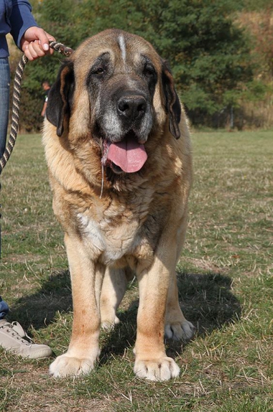 Amigo Zeus Bis Mastibe (10,5 years) Best of Veteran - Club dog show KMDPP, Rychety, Czech Republic - 04.10.2015
(Enamorado Ernesto Mastibe x Feya Mastibe)
Born: 31-05-2005
Keywords: 2015 veteran veteano mastibe