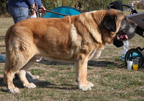 Amigo Zeus Bis Mastibe (10,5 years) Best of Veteran - Club dog show KMDPP, Rychety, Czech Republic - 04.10.2015
(Enamorado Ernesto Mastibe x Feya Mastibe)
Born: 31-05-2005

Keywords: 2015 veteran veteano mastibe