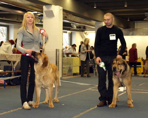Charisma Zaark Mastibe (Intermediate class): exc. 1, Best female 1, CACIB, BOB & Harem Ulmaf Pinikiil (Junior Class): exc. 1, EST JCAC, BOS junior, BOS - International Dog Show, Tallinn, 13-14.02.2009
Keywords: 2009