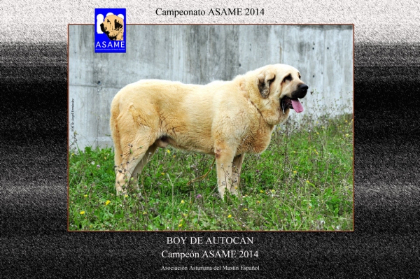 Championship ASAME 2014 - Boy de Autocan: Champion Asame 2014
Keywords: autocan 2014