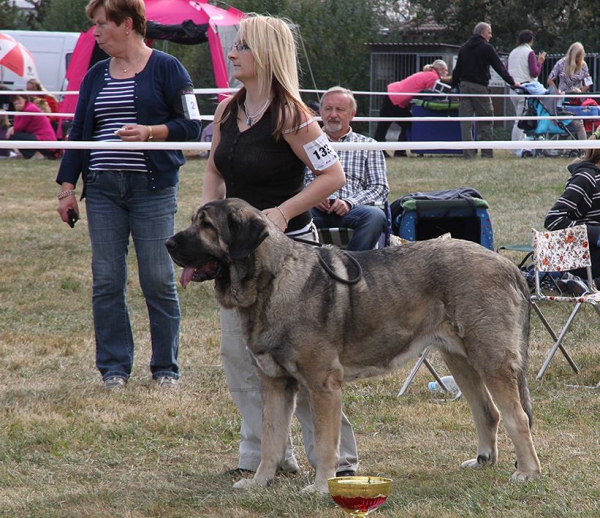 Bincie Bella Sabebe - Club dog show KMDPP, Rychety, Czech Republic - 04.10.2015
Keywords: 2015