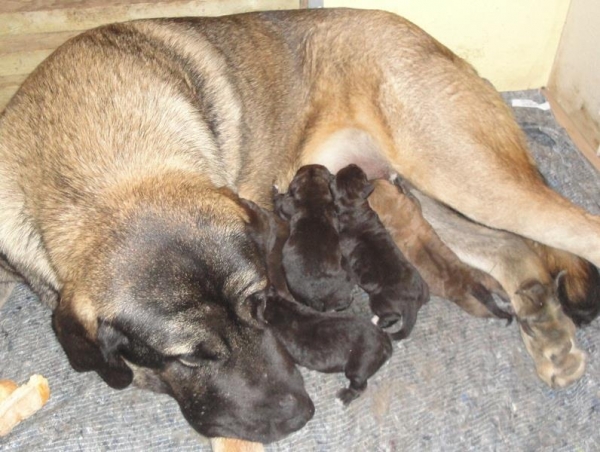 Brisa de Abelgas and her puppies born 09.10.2012 
Puppies from: (Bathin Tornado Erben X Brisa de Abelgas) 
7 puppies - 5 males and 2 females. Born naturaly. 
Both parents have official hip status HD A and AD 0.
Keywords: freke