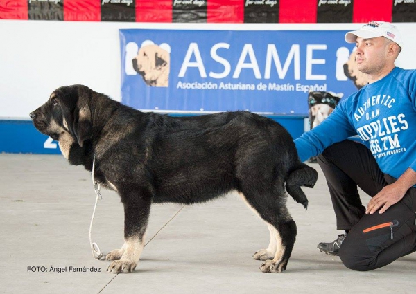 Clase Cachorros - Puppy Class - Luarca, Asturias, Spain 21.11.2015
Keywords: 2015