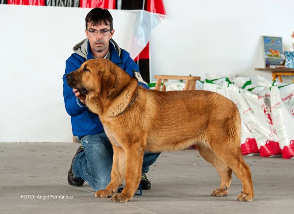 Clase Cachorros - Puppy Class - Luarca, Asturias, Spain 21.11.2015
Klíčová slova: 2015