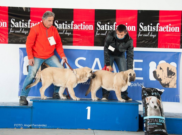 Clase Muy Cachorros - Young Puppy Class - Luarca, Asturias, Spain 21.11.2015
Keywords: 2015