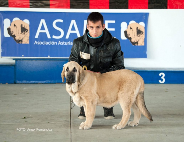 Clase Muy Cachorros - Young Puppy Class - Luarca, Asturias, Spain 21.11.2015
Keywords: 2015