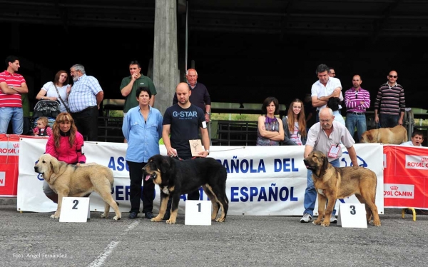 Cachorros Machos / Puppy Males - Pola de Siero 14.07.2012
Keywords: 2012