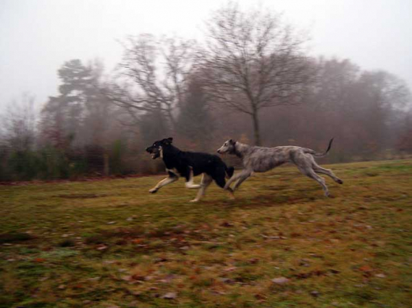 Ché Chevarro de la Casa Dondio
With his best friend, Legolas, Irish Wolfhound, both about 1 year old
 

Keywords: pet casadondio