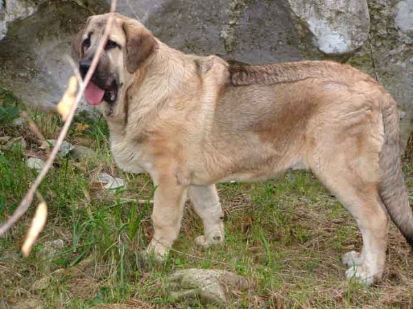 Grabiel de la Ribera del Pas - 6½ months old
Keywords: puppyspain puppy cachorro