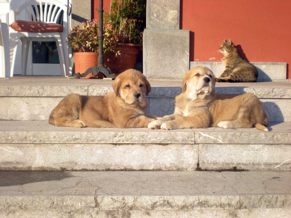 Puppies from Torrestio
Keywords: puppyspain pet