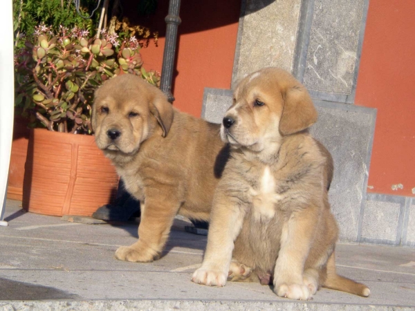 Puppies from Torrestio
Keywords: puppyspain